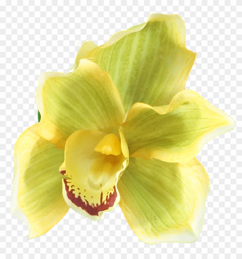Orquídea Amarela Png #820276