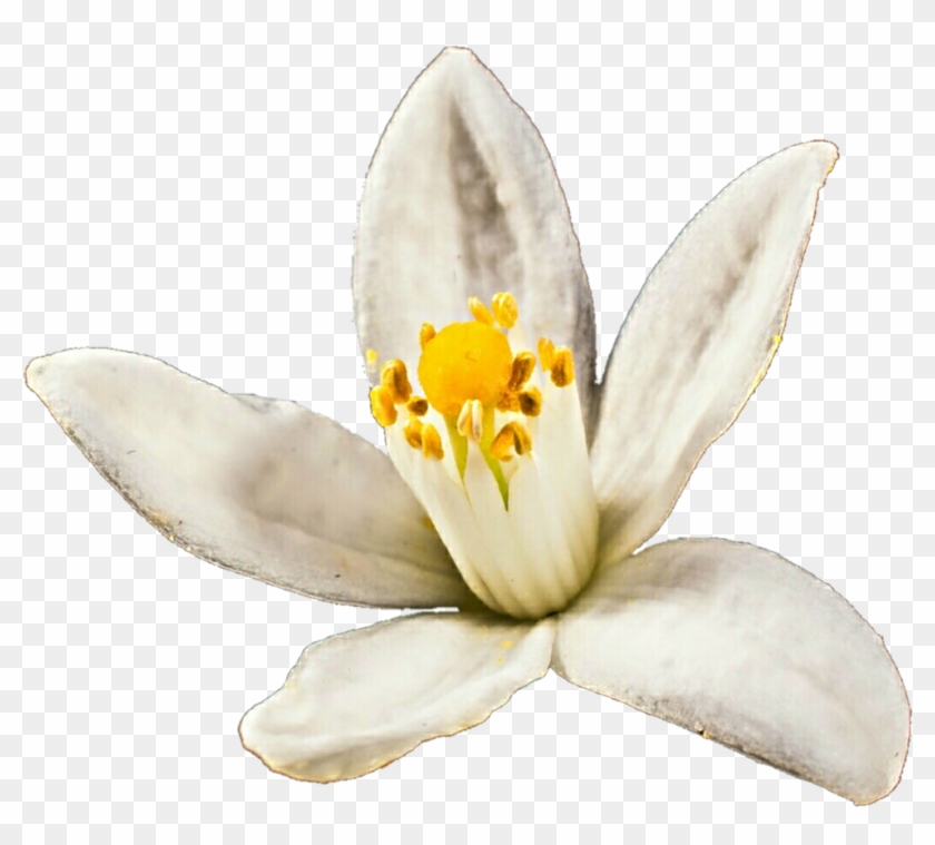 Orange Blossom By Jeanicebartzen27 Orange Blossom By - Orange Blossom Flower Png #820326