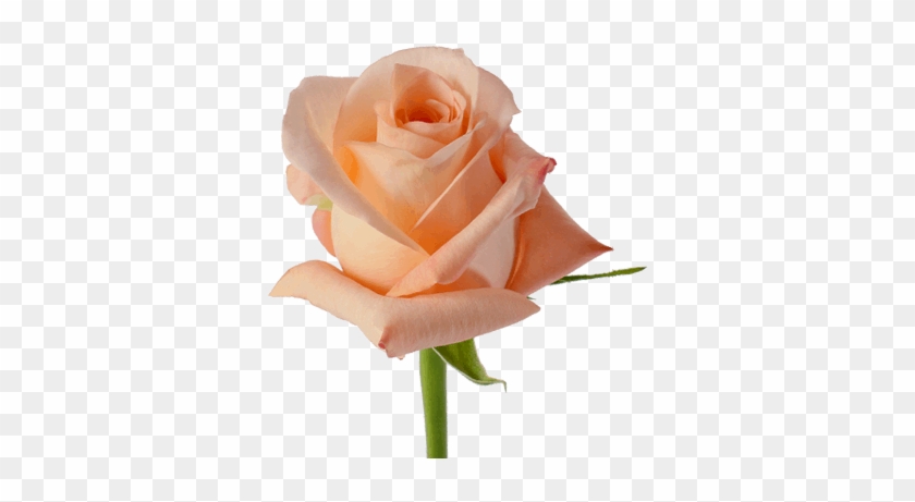 Peach Engagement - Floribunda #820336