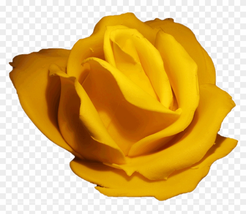 Garden Roses #820409