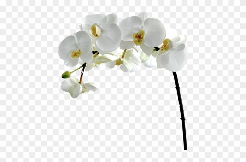 Black And White Flower Png - Artificial Flower #820415