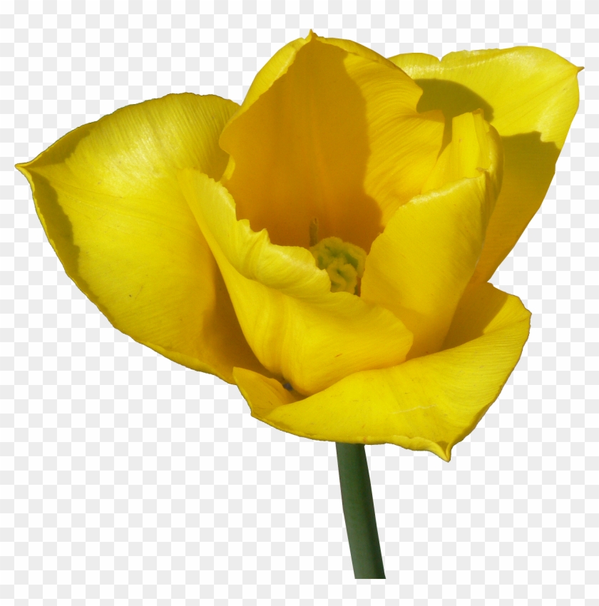 Скачать Png - Globe Flower #820461