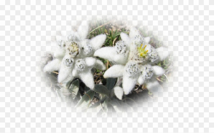 Bouquet #820489