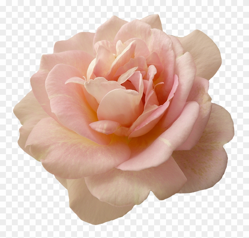 Image Result For Pink Flowers Png - Image Result For Pink Flowers Png #820528