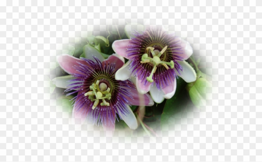 Mes Tubes Fleurs De Passiflore - Purple Passionflower #820529