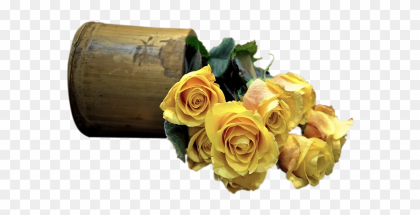 Printemps Roses Tubes Fleurs Printemps Rose Jaunes - Rose Bush Flower Seeds 200 Stratisfied Seeds Free Shipping, #820539