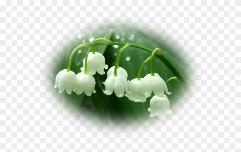 Mes Tubes Fleurs - 100 Pcs Lily Of The Valley Flower Seeds Bell Orchid #820548