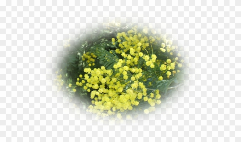 Mes Tubes Fleurs - Cowslip #820632