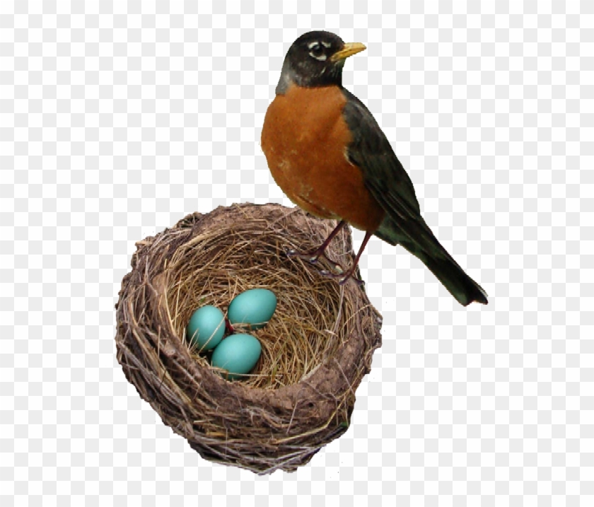 Robins Nest Web - Robin Bird In Nest #823006