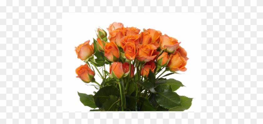 View Larger - Garden Roses #823602