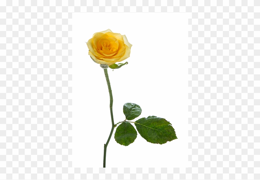 Pxoj24ult0505 - Single Yellow Rose Png #823671