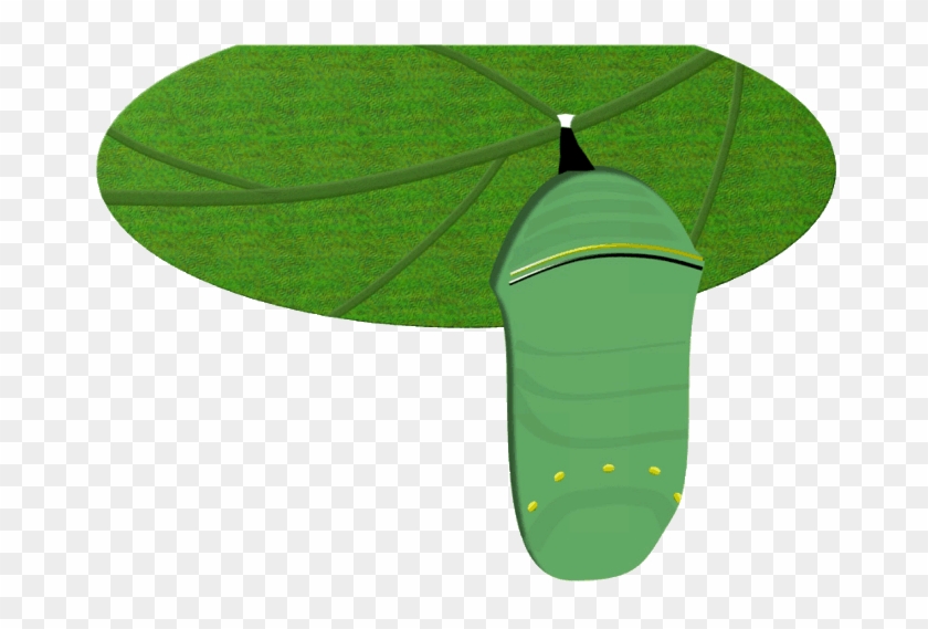 28 Collection Of Butterfly Egg Clipart - Butterfly Life Cycle Gif #824039