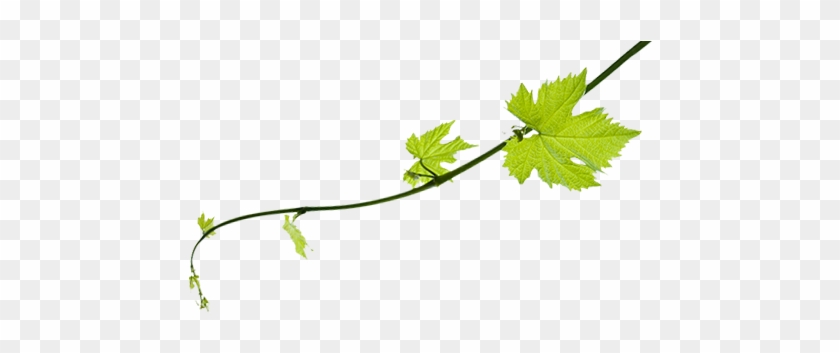 Allow Yourself To Be Indulged By Our Team - Aih Custom Green Vine Bottle Label #824167