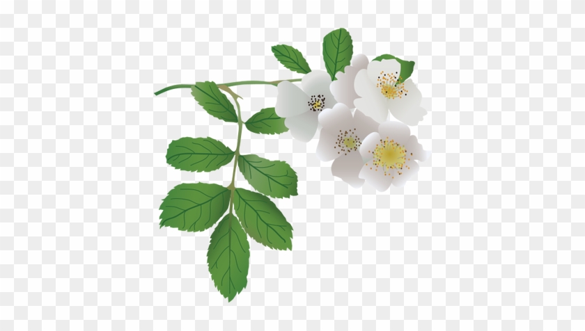 Ian Symbol Rosa Multiflora - Rosa Multiflora Png #824344