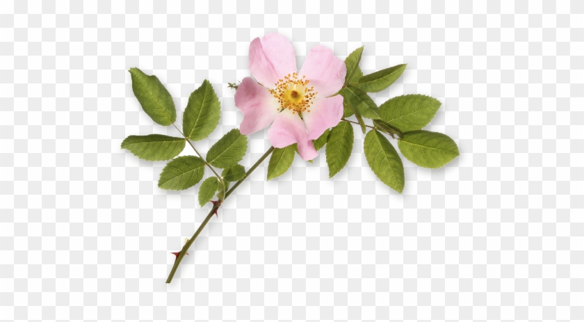 Fl 3 - Rosa Nutkana #824361