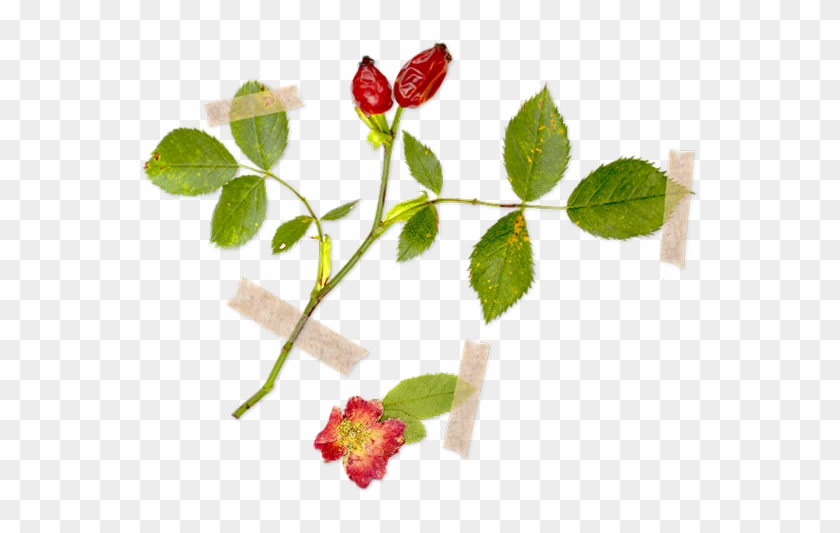Csipkebogyó / Rosa Canina - Rose #824377