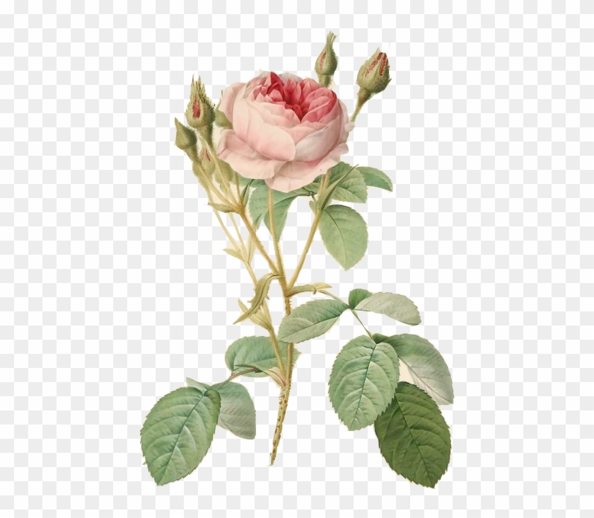 ويتطلب المعمل من الأطفال التعود على التخطيط وإدارة - Redoute Botanical Illustration #824399