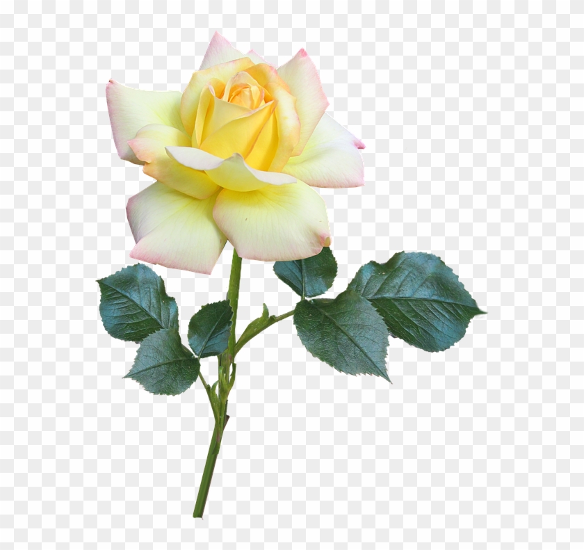 Rose #824455