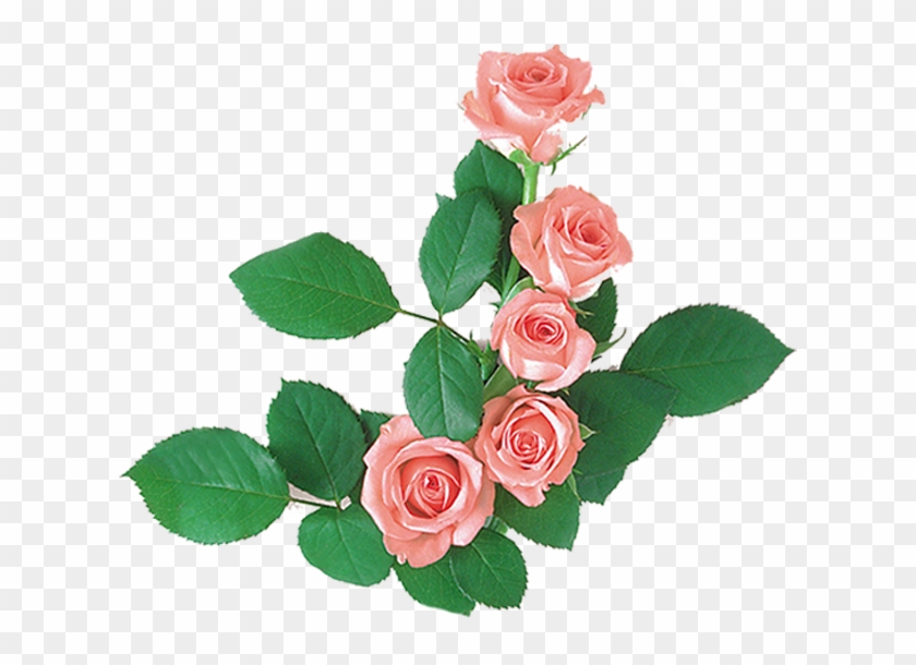 Rosebeautyclinic-rose2 - Floribunda #824471