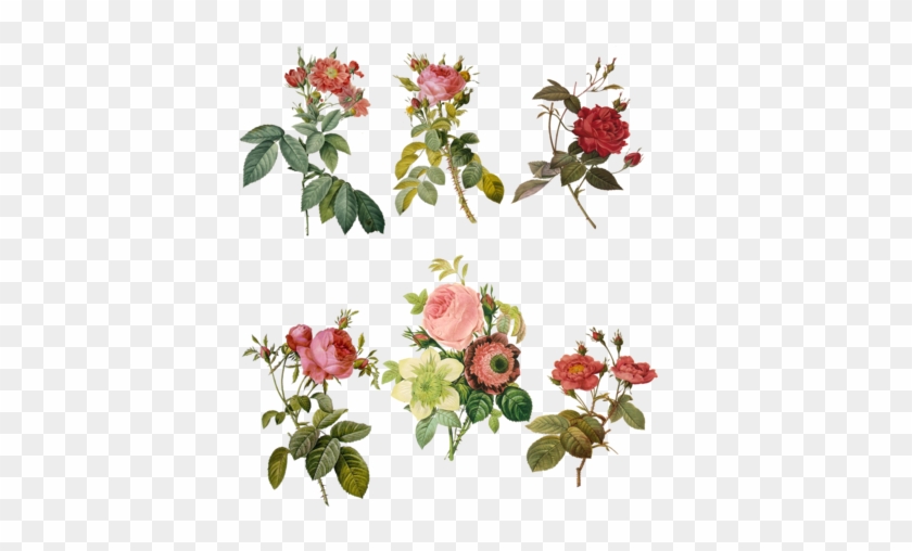 1700-1800's Roses Png By Chaseandlinda - Roses Png #824494