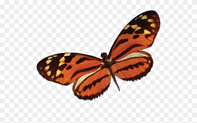 Butterfly3 - Brush-footed Butterfly #824520