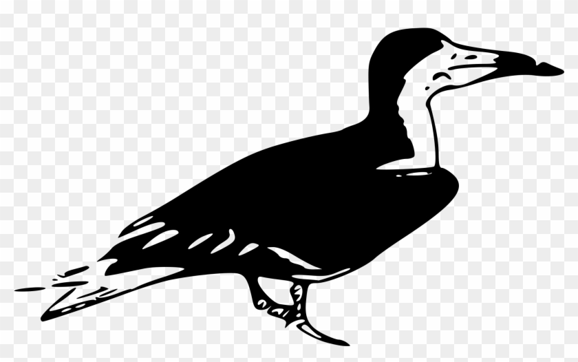 Black Skimmer - Küste Clipart Schwarz Weiss #824549