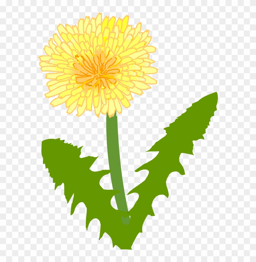 タンポポ タンポポ - Dandelion #825058