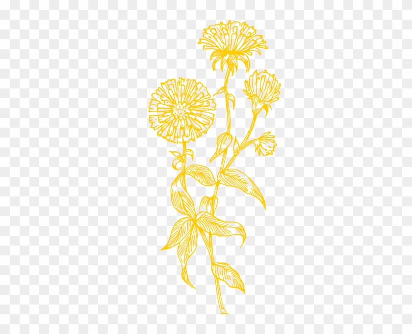 Yellow Dandelion Png - Aster Flower Drawing #825133