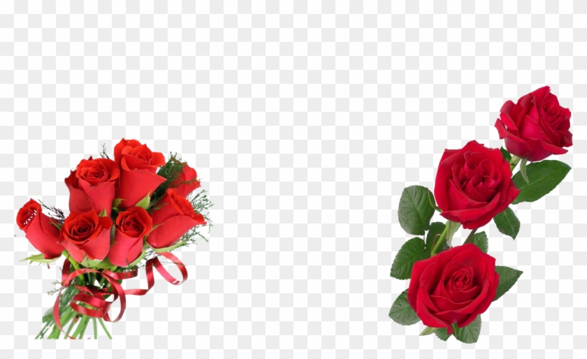 Hot Deal 24 Radiant Red Roses In Charlotte Nc Gallery - Hot Deal 24 Radiant Red Roses In Charlotte Nc Gallery #825898