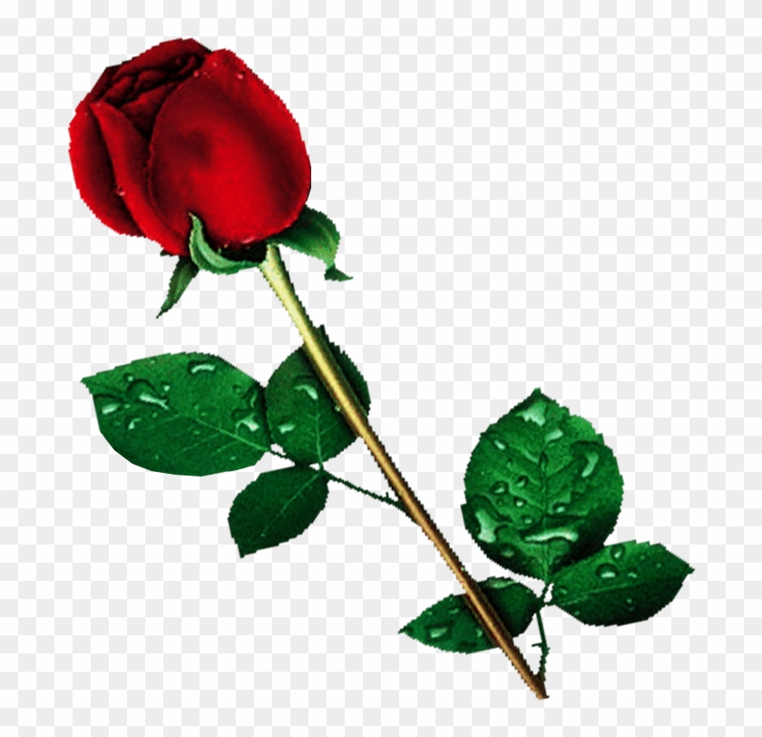 Free Yellow Rose Transparent Background - Png Images With Transparent Background #825944