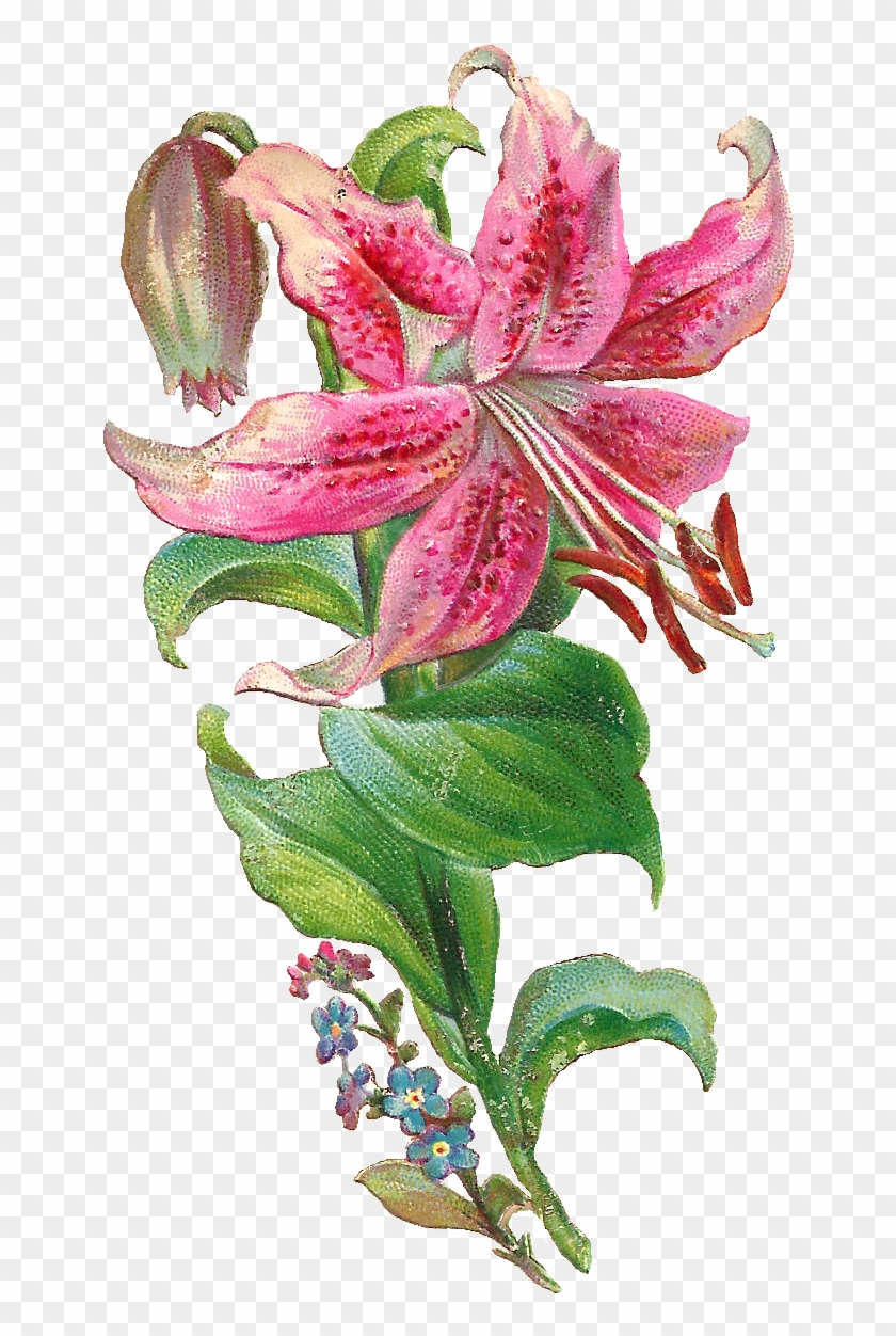 Pinklilypng - Pinklilypng #825966