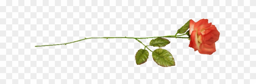 Houseplant #826009