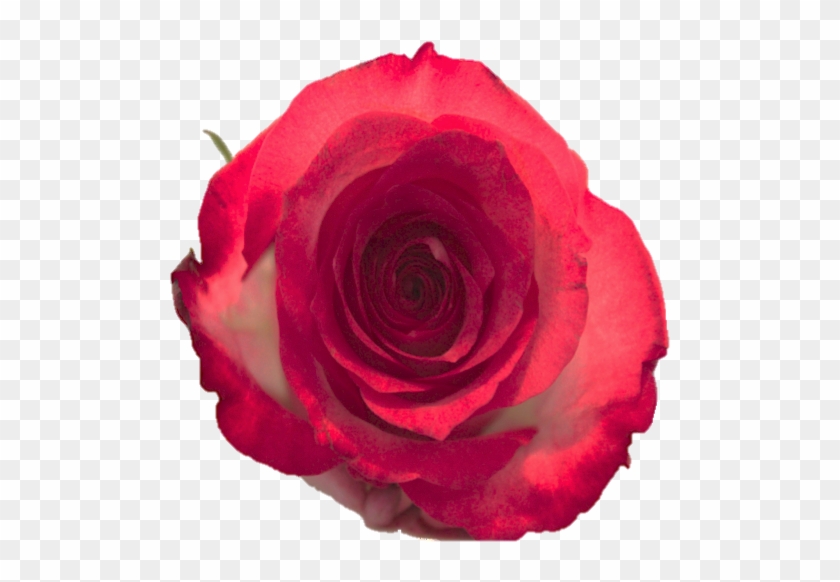 Floribunda #826270