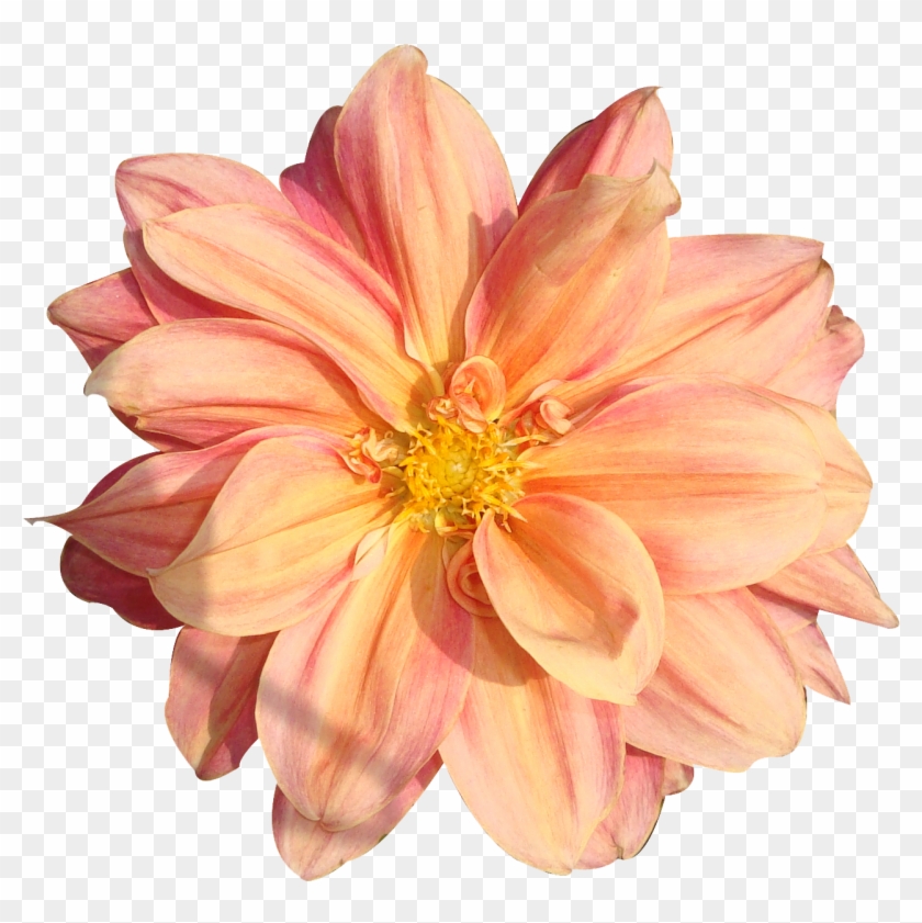 Peach Flower Clipart Real Flower - Flyer Student Club #826364
