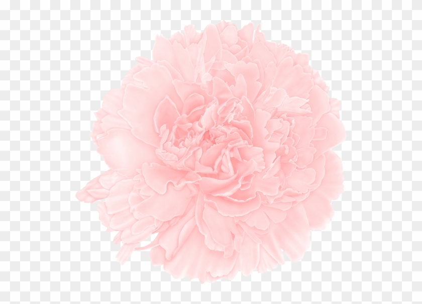 Thanks For Letting Me Share My Process For Creating - Carnation #826434