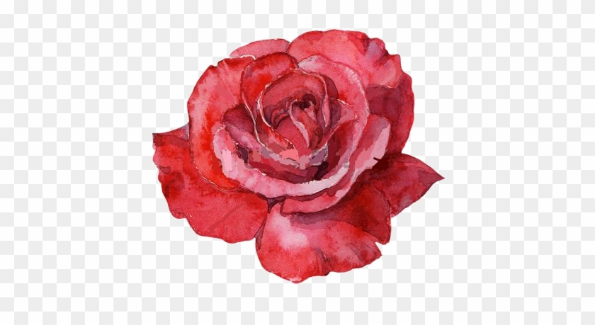 Red Rose Watercolor - Malowana Róża #826525