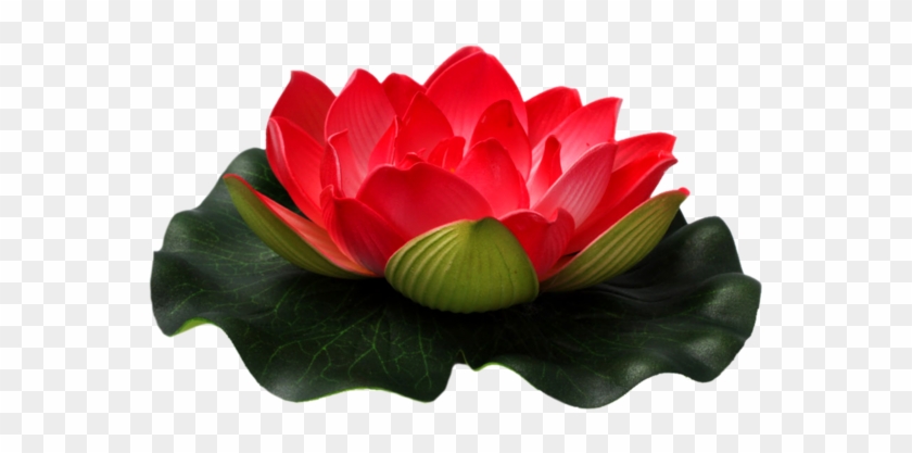 Red Lotus Png Flower - صور سلام حلوه #826789