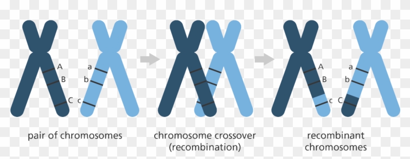 Gene Mapping #827321