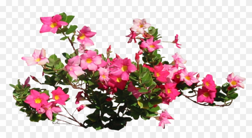 Pink Allamandra By Lilipilyspirit - ورد فوشي Png #827375
