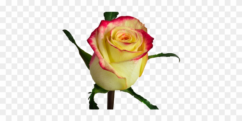 Navarra - Floribunda #828006
