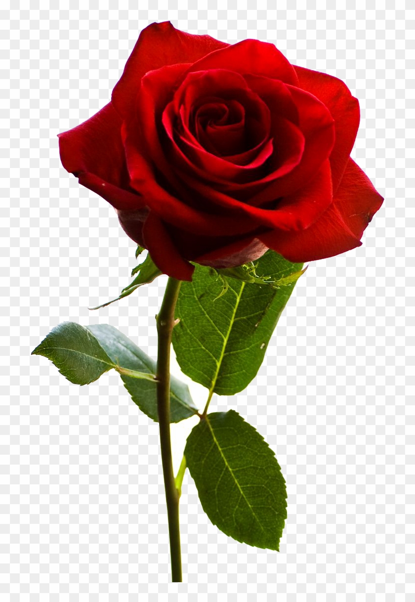 Red Rose Vector - Rose Flower Png #829510