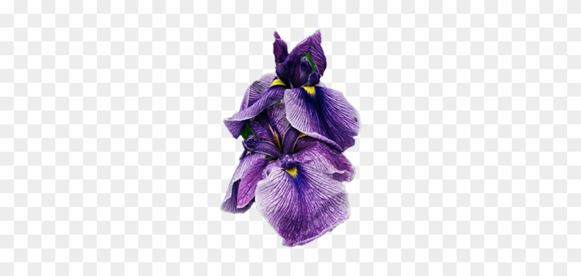 Iris-sm - Camden #829755