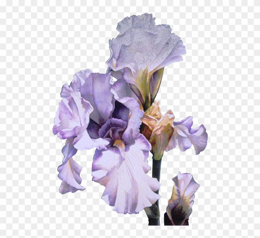 Publicat De Eu Ciresica La - Arleta Pech - Lavender And Lace Signed Open Edition #829835