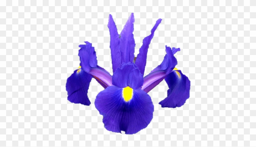 Iris × Hollandica #829969
