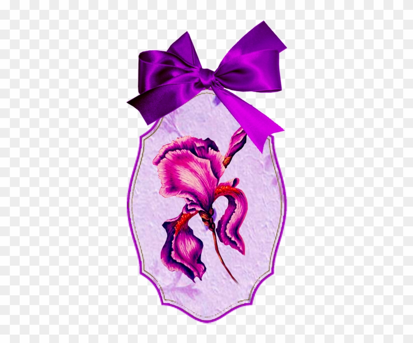 Pink Iris - Iris #829973