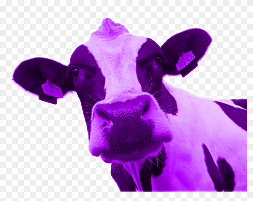 Purple Cow Cliparts - Purple Cow Png #829980