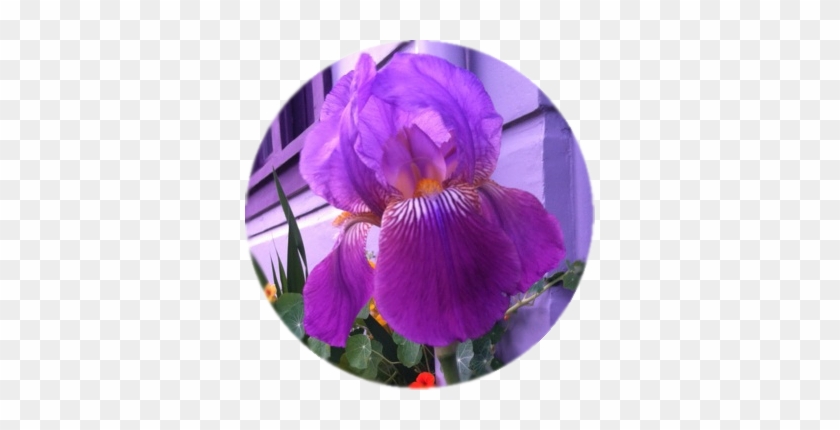 Many Varieties To Choose From - Purple #830025