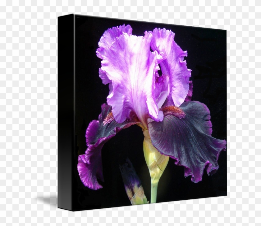 Iris #830031