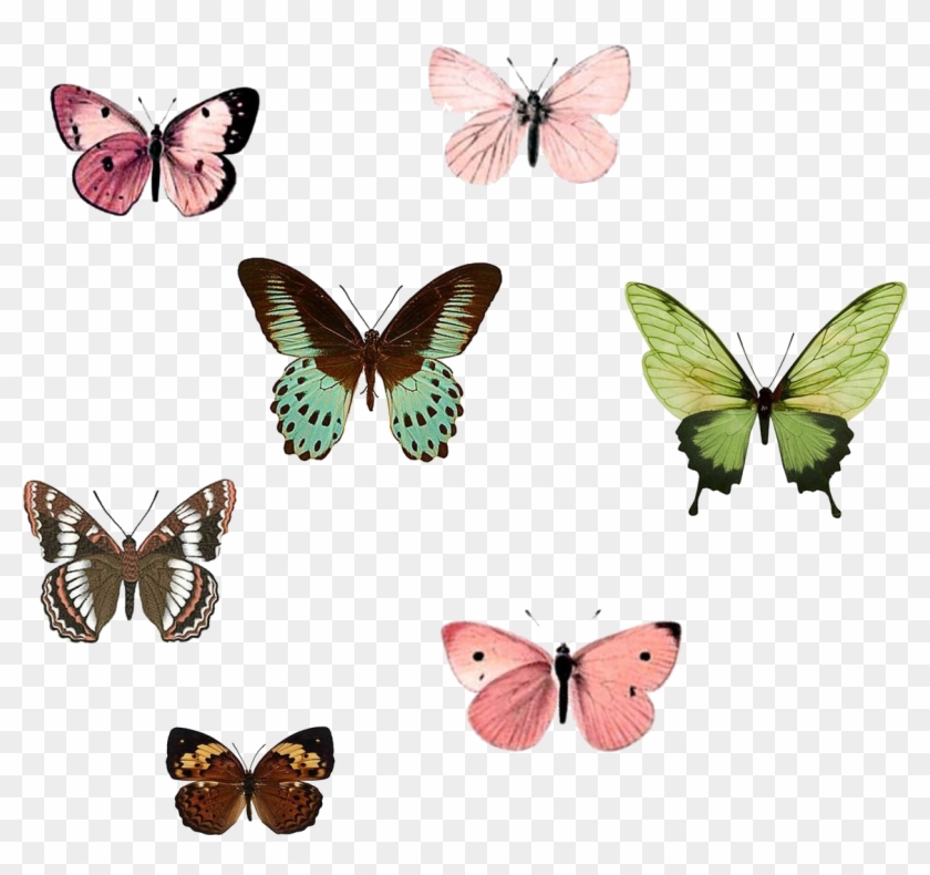 Monarch Butterfly Insect Drawing Nymphalidae - Butterfly #831020