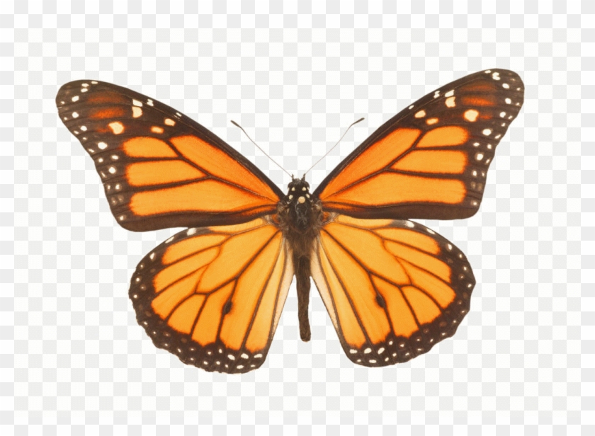 Butterfly From Me To You - Butterfly From Me To You #831540